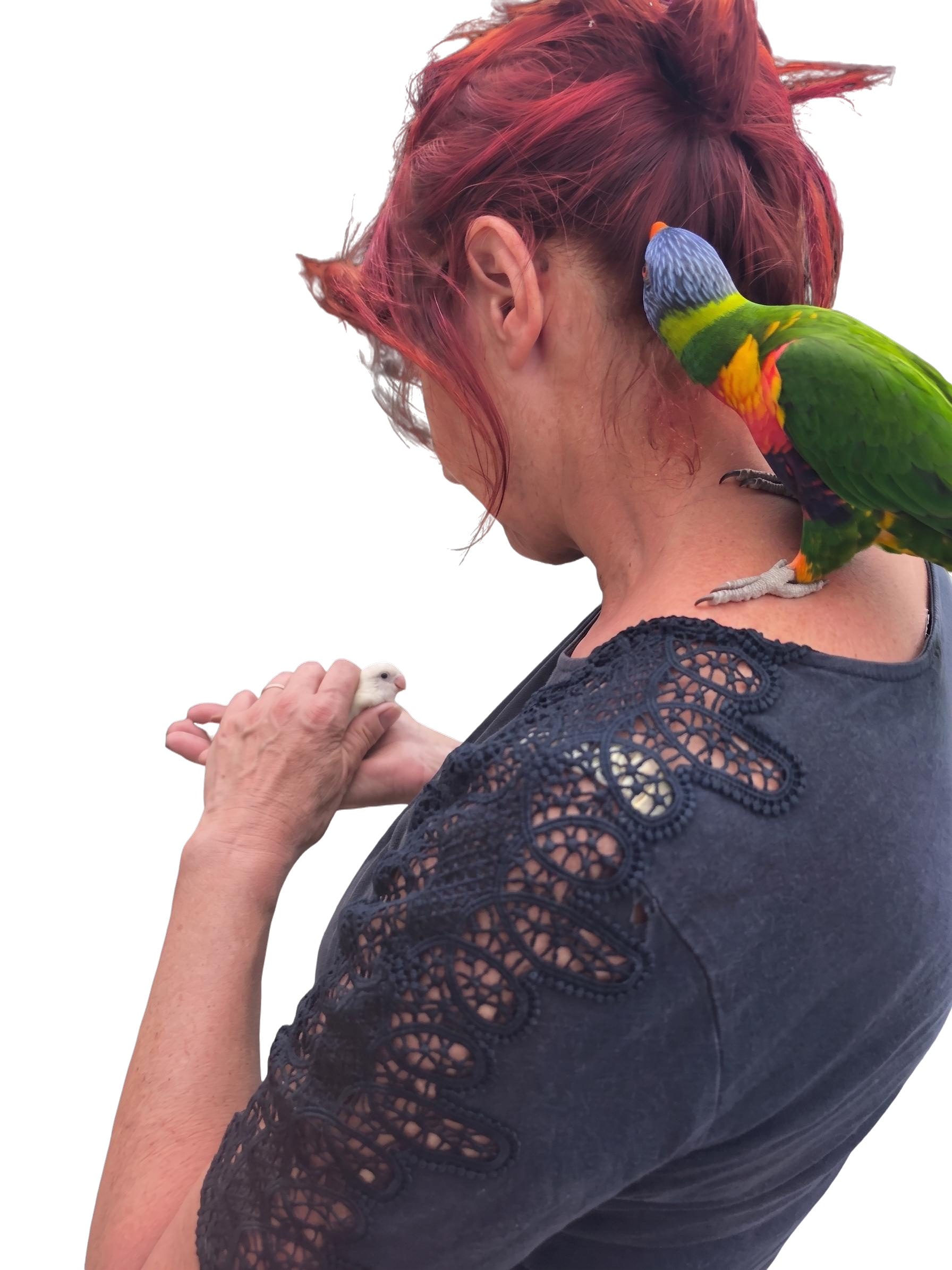 Séance d'ostéopathie animale sur un oiseau à domicile